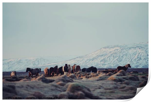 Icelandic Horses II Print by Pascal Deckarm