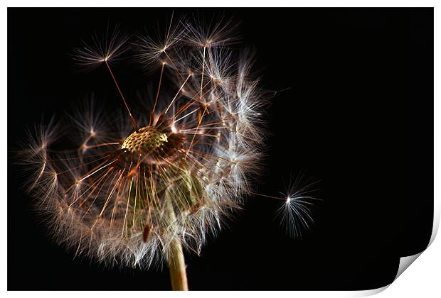 Dandelion Print by Alan Todd