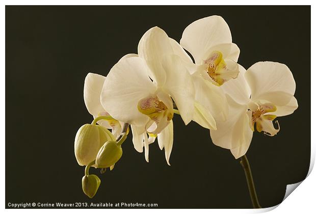 White orchid bathed in light Print by Corrine Weaver