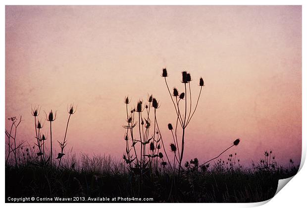 Thistles at sunset Print by Corrine Weaver