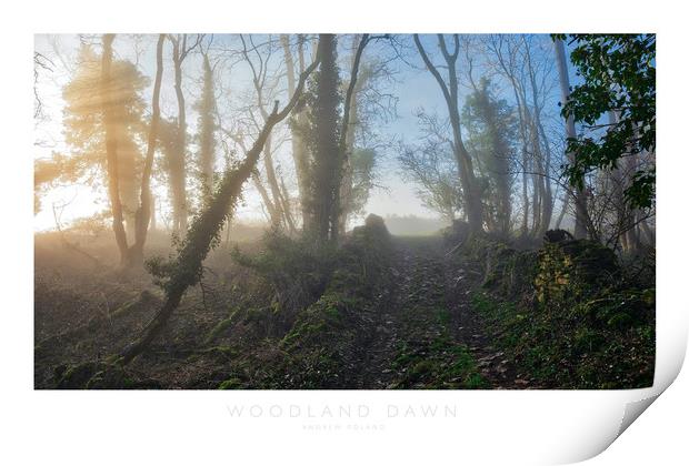 Woodland Dawn Print by Andrew Roland