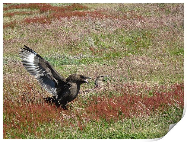 CaraCara Birds, Falklands Print by Freddie d'Ambrumenil