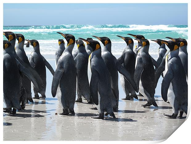 King penguins. Falkland Islands Print by Freddie d'Ambrumenil