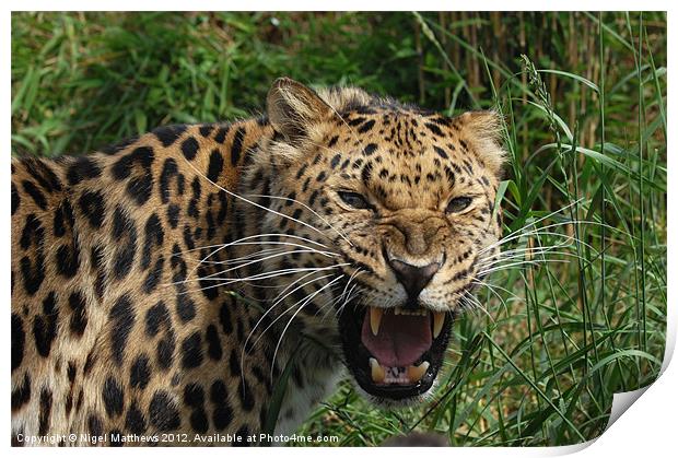 Leopard snarling Print by Nigel Matthews