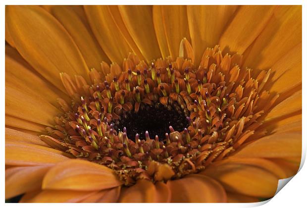 Gerbera Print by Carl Floodgate