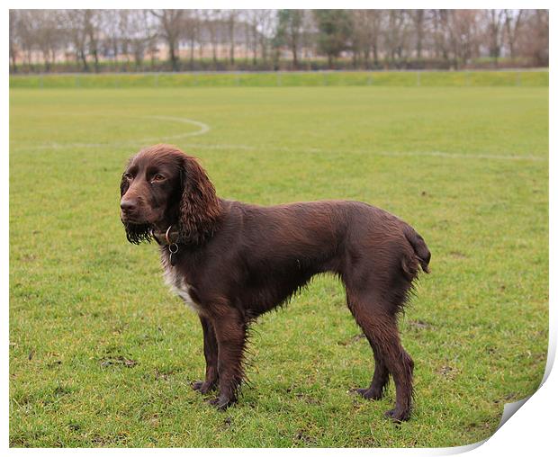 Working cocker spaniel Print by James Marsden