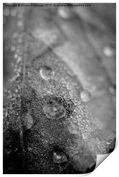 Dew in black and white Print by Chiara Cattaruzzi