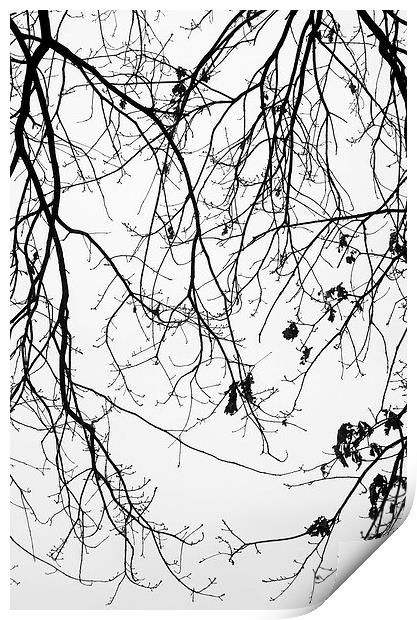 Winter trees Print by Chiara Cattaruzzi