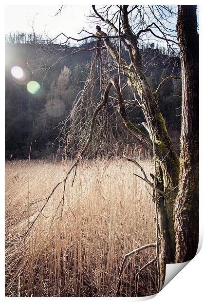 A tree in a swamp Print by Chiara Cattaruzzi