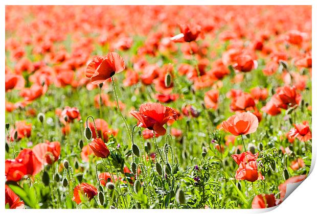 Time of poppies Print by Chiara Cattaruzzi