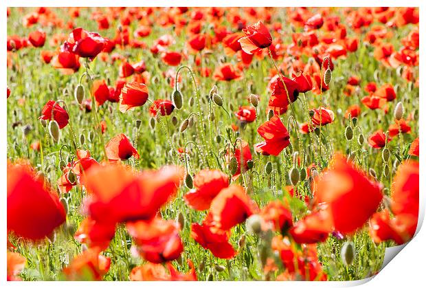 Field of poppies Print by Chiara Cattaruzzi