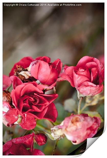  Rose garden Print by Chiara Cattaruzzi