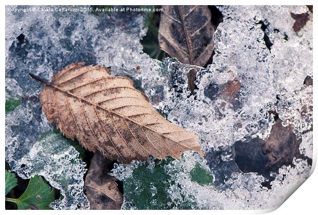  Frozen leaves Print by Chiara Cattaruzzi