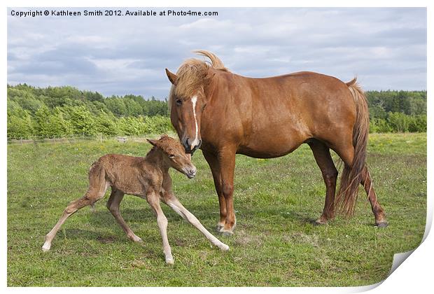Foal first time standing Print by Kathleen Smith (kbhsphoto)