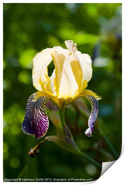 Iris germanica Print by Kathleen Smith (kbhsphoto)