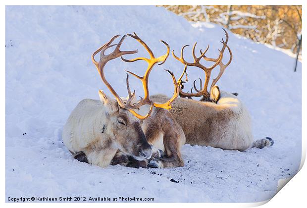 Reindeer lying in snow Print by Kathleen Smith (kbhsphoto)