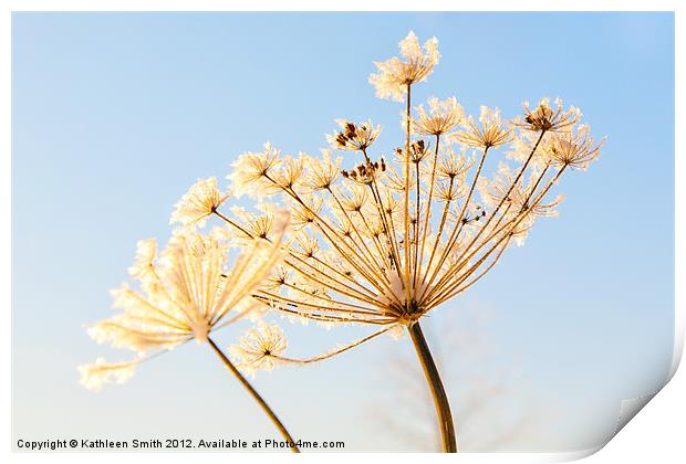 Frost covered cow parsley Print by Kathleen Smith (kbhsphoto)