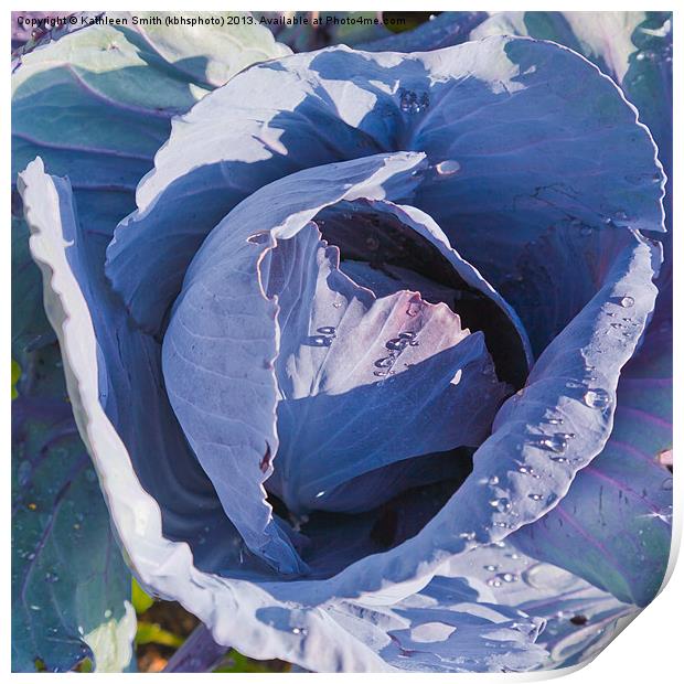 Red cabbage Print by Kathleen Smith (kbhsphoto)