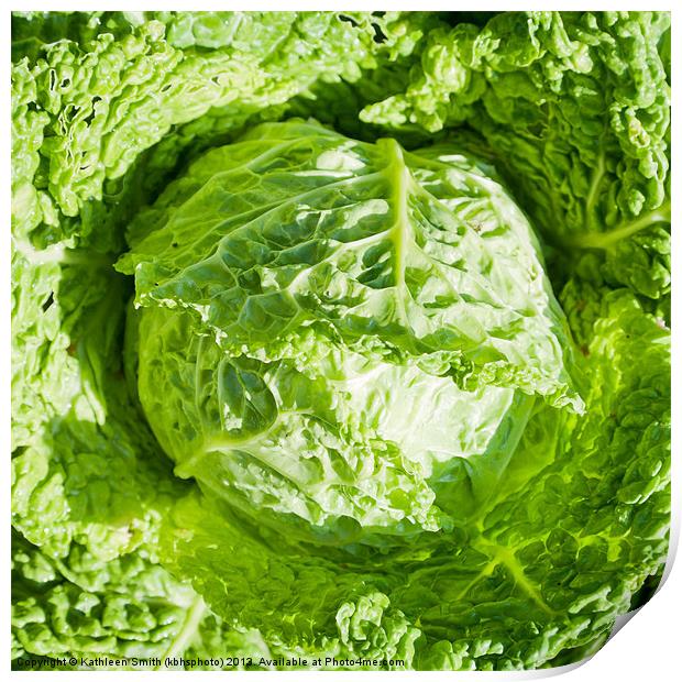 Savoy cabbage Print by Kathleen Smith (kbhsphoto)