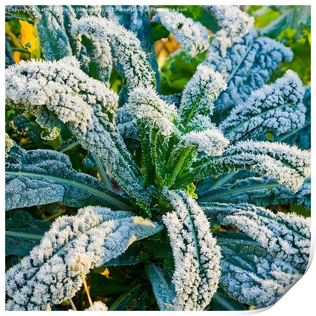 Black cabbage covered in frost Print by Kathleen Smith (kbhsphoto)