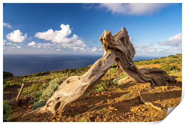 Juniper tree at El Sabinar, El Hierro Print by peter schickert