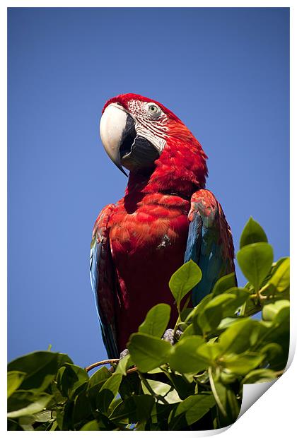 Scarlet Macaw Print by peter schickert