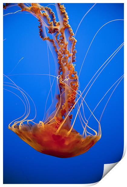 Jellyfish Print by peter schickert