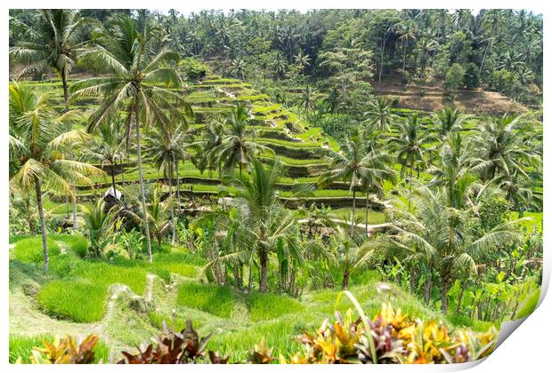 Rice Terraces near Ubud, Bali, Indonesia Print by peter schickert