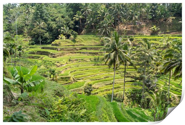 Bali Rice Terraces, Indonesia Print by peter schickert
