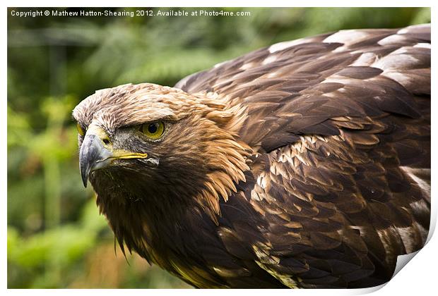 Golden Eagle Print by Mathew Hatton-Shearing