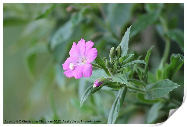 Pink Flower in the Hedgerow Print by Christopher Chapman