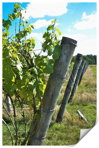 Fence posts Print by claire beevis