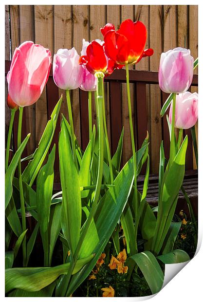 Tulips Print by claire beevis