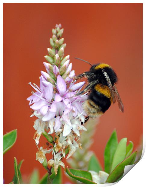 Busy Bee Print by Mark Ewels