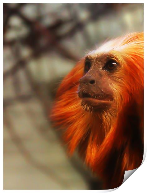 Thoughtful Golden Lion Tamarin Monkey. Print by Kitty 