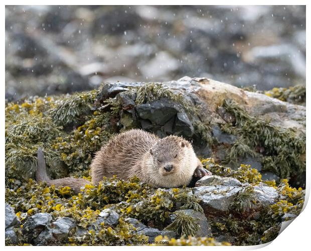 An otter relaxing in the rain Print by Sue MacCallum- Stewart