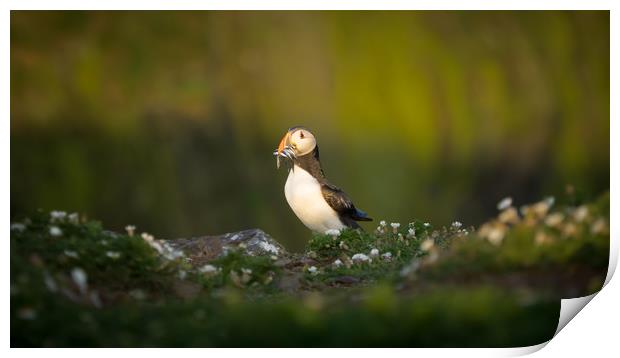 Puffin, Skomer, Pembrokeshire, Sand Eels Print by Sue MacCallum- Stewart