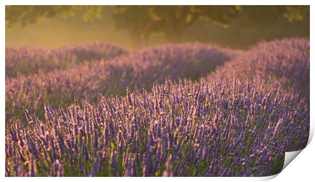 Lavender Fields Revisited Print by Sue MacCallum- Stewart