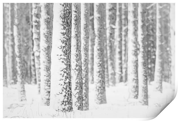 Caledonian Forest Print by Sue MacCallum- Stewart