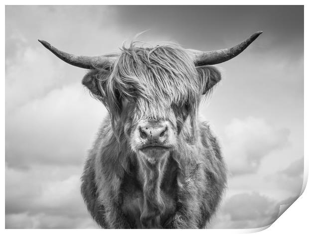 Highland Cow Print by Sue MacCallum- Stewart