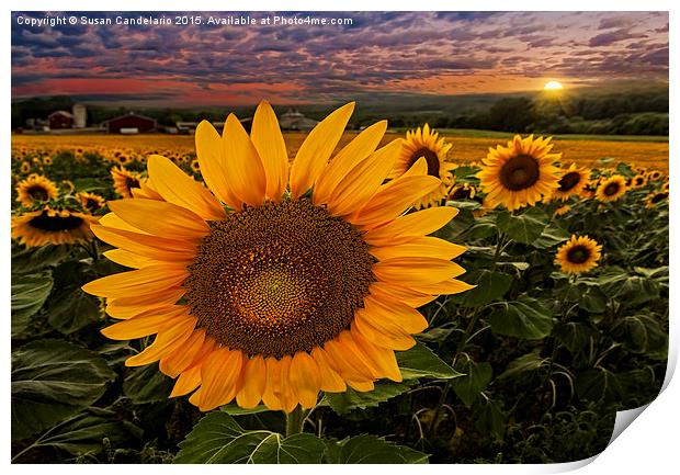 Sunflower Field Forever Print by Susan Candelario