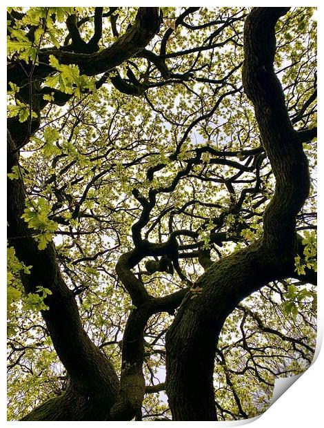 Tree Pattern Print by Jonathan Thirkell