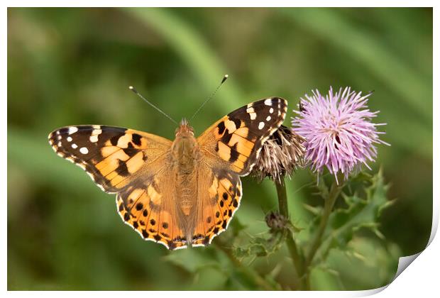 Painted Lady Butterfly And Thistle Flower Print by Jonathan Thirkell