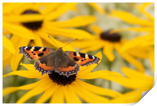 Small Tortoiseshell Butterfly Print by Jonathan Thirkell