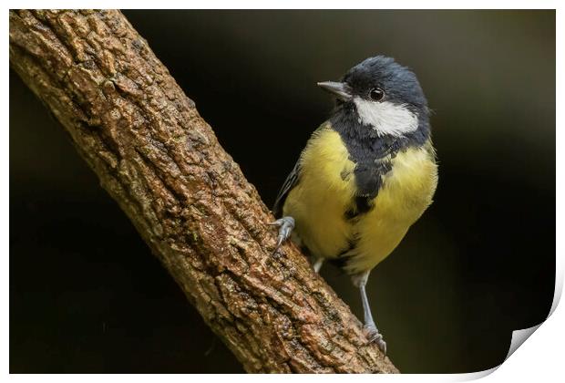 Great Tit Parus major Print by Jonathan Thirkell