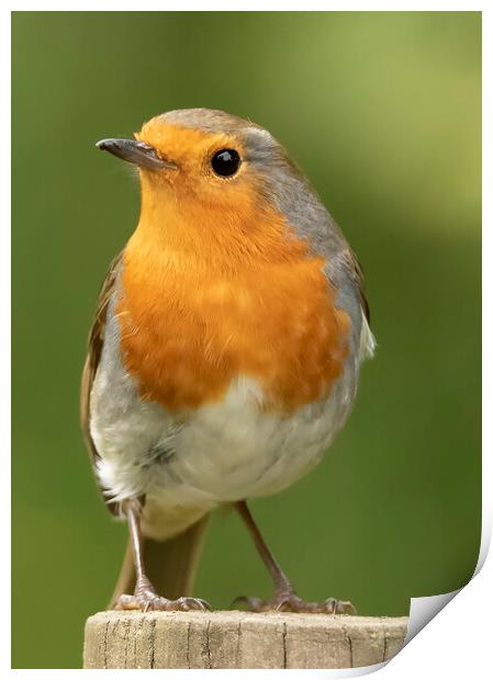 Robin Red Breast Print by Jonathan Thirkell