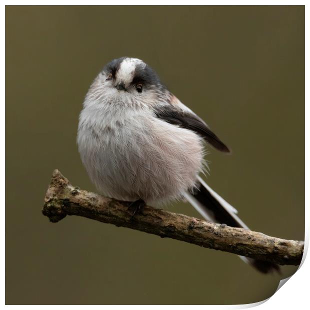 Long tailed tit Print by Jonathan Thirkell