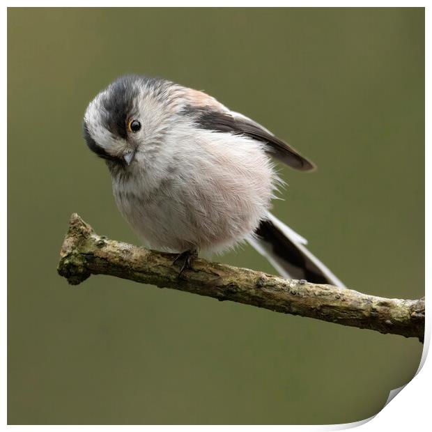 Cheeky Long tailed tit Print by Jonathan Thirkell