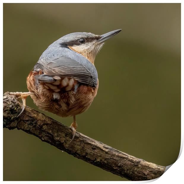 Nuthatch bird looking up Print by Jonathan Thirkell
