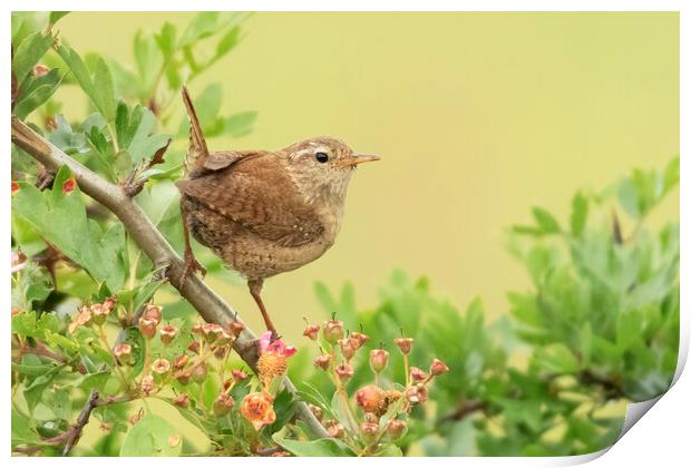 Wren Perching Print by Jonathan Thirkell